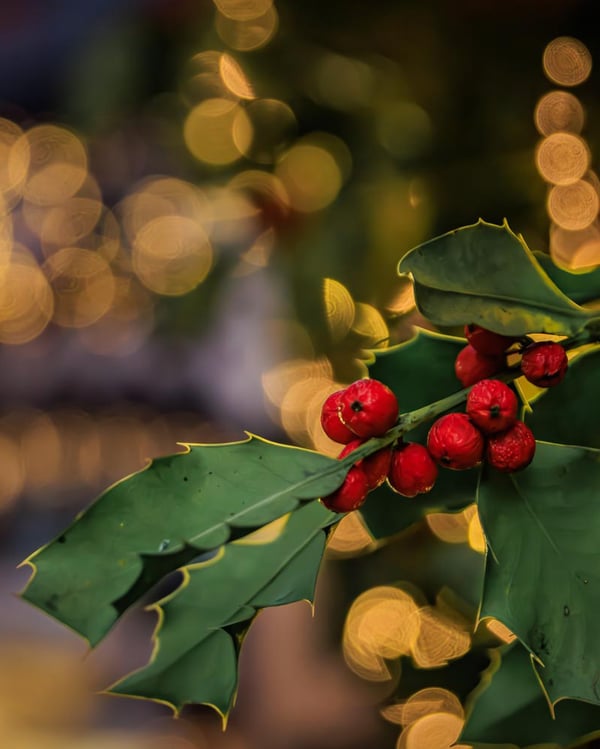 Christmas Holly